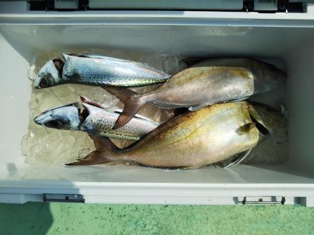 船ジギング釣り果